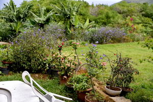 Terrasse égayée de végétation locale gite partenaire aikido Ile Réunion 974