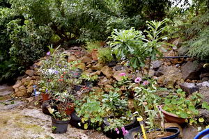 Nature Petite ile gite partenaire aikido Ile Réunion 974